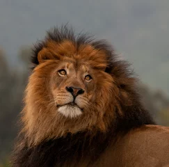 Foto auf Acrylglas Löwe einzelnes Löwenportrait