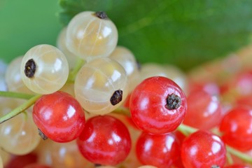 Red and White Currant Berries