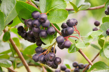 Apfelbeere - chokeberry 02