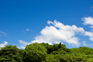 Obraz premium Summer sky and forest