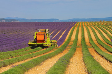 Fototapeta premium Lavendelfeld Ernte - lavender field harvest 06