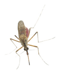 Mosquito filled with blood isolated on white background