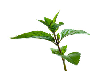 Peppermint twig.