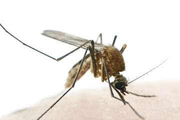 Mosquito sucking blood, macro photo, white background