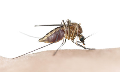 Mosquito sucking blood, macro photo, white background