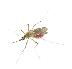 Mosquito filled with blood isolated on white background