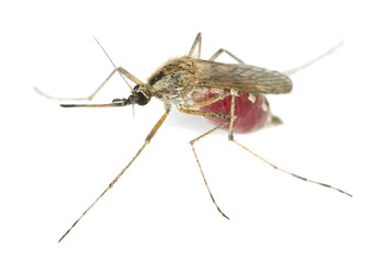 Fototapeta na wymiar Mosquito wypełnione krwią na białym tle
