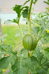 Plant watermelon with a small wrist. Growing watermelon in small