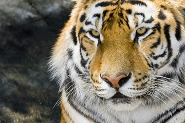 Siberian or Amur tiger (Panthera tigris altaica)
