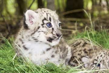 Fototapeta na wymiar Dziecko snow leopard (Panthera uncia uncia uncia lub)