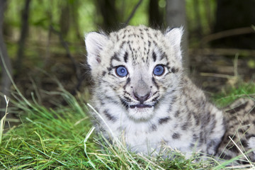 Baby snow leopard (Uncia uncia or Panthera uncia)