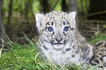 Abwaschbare Fototapete Baby snow leopard (Uncia uncia or Panthera uncia) © belizar