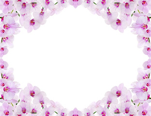 pink orchids frame isolated on white
