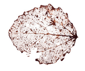 past year dead leaf on white