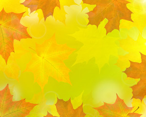 golden maple leaves abstract background