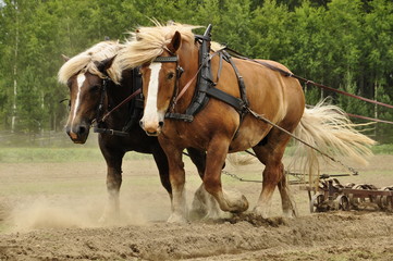 Fototapeta premium Working horses on the field