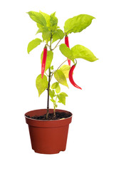 chili peppers on plant in pot