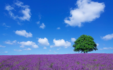 lavender fields and lone tree