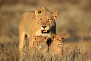 Lioness with young cubs, Kalahari - obrazy, fototapety, plakaty