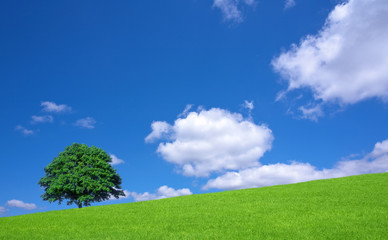 Green fields and lone tree