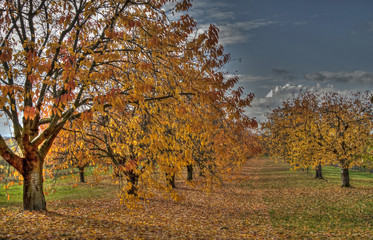 Kirschbäume im Herbst