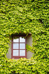 Ivy covered wall and window