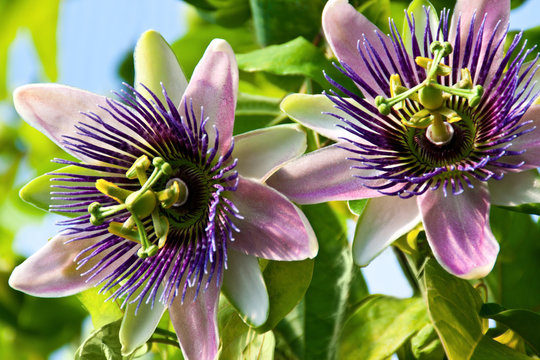 Passiflora - Medizin