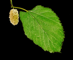 mulberry isolated on white background