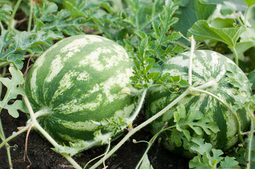 Watermelon