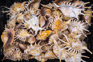 Seashells.
