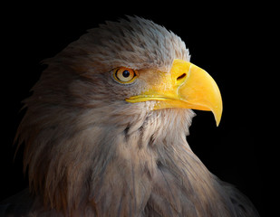 The Eagle head - Haliaeetus albicilla .