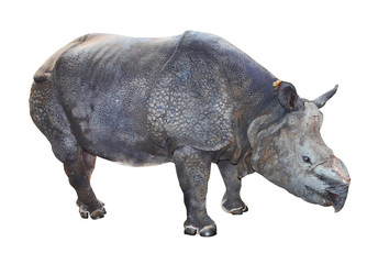 Obraz premium The Indian rhinoceros (Rhinoceros unicornis).