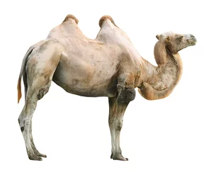 Fotobehang Kameel De Bactrische kameel (Camelus bactrianus).