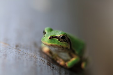 竹の上のアマガエルのクローズアップ