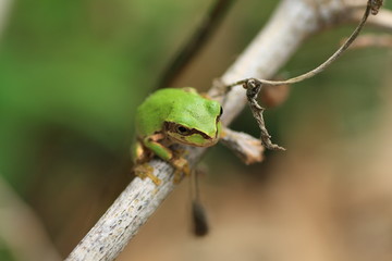 枝の上のアマガエル