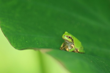 サトイモの葉とアマガエル