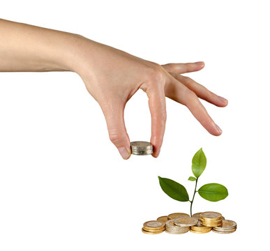 Tree growing from pile of coins