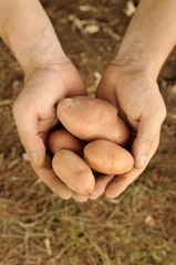 Man holding potatoes