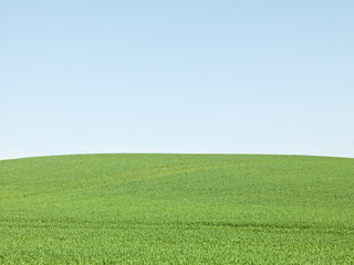 Fototapeta premium Green Field