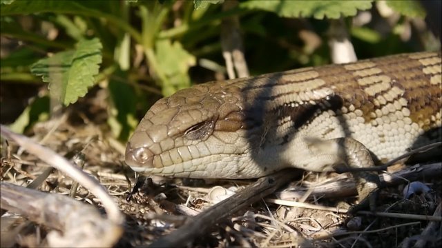 Blauzungenskinke - Australische Dinosaurier