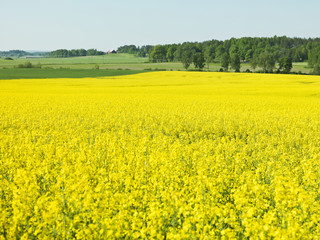 Obraz premium Oilseed Rape