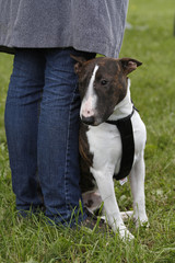 Miniatur Bullterrier