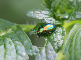 Prächtiger Blattkäfer (Chrysolina fastuosa)