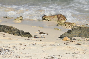 Rocky beach at Tulum, Mexico