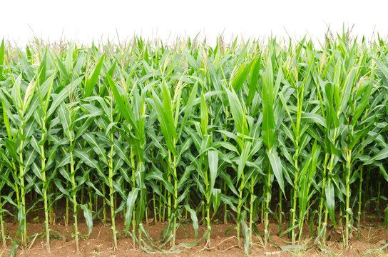 A green field of corn