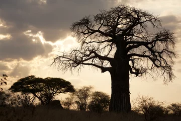 Foto op Canvas baobab sunset silhouette © www.dariomarelli.com
