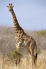 Naklejka na ściany i meble ¯yrafa ¯yrafa, Park Narodowy Serengeti, Tanzania