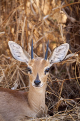Steenbok in the African bush