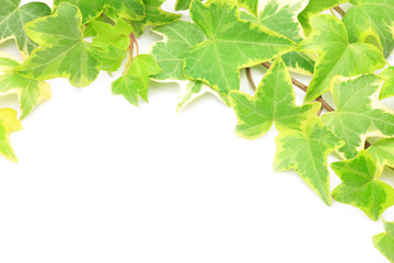 ivy