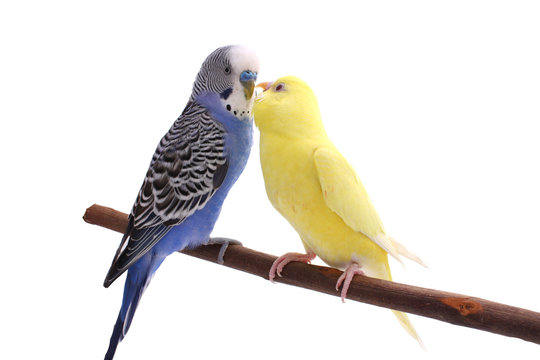 Fototapeta bird
